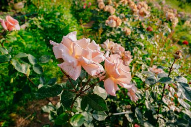 Pembe ve beyaz güllü çiçek bahçesi. Yaz doğası. Yüksek kalite fotoğraf