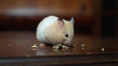 Suriye hamsterı tahıl yer. Yüksek kaliteli FullHD görüntüler