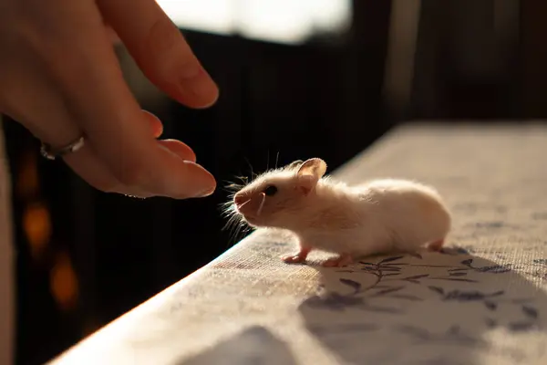 Tatlı beyaz Suriye hamster portresi. Yüksek kalite fotoğraf