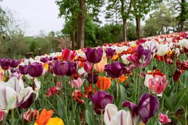 Çok renkli bahar laleleri. Çiçek arkaplan. Yüksek kalite fotoğraf