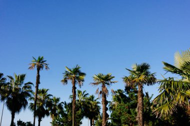 Mavi gökyüzüne karşı yeşil, uzun palmiye ağaçları. Geçmişi. Yüksek kalite fotoğraf