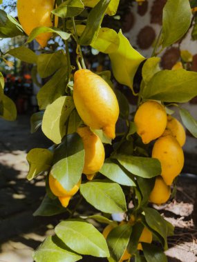 Limon çiftliğindeki ağaçta asılı duran limon meyvesi. Yüksek kalite fotoğraf