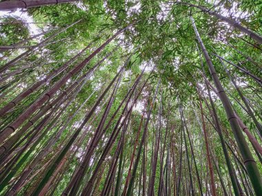 Güzel bambu parkında