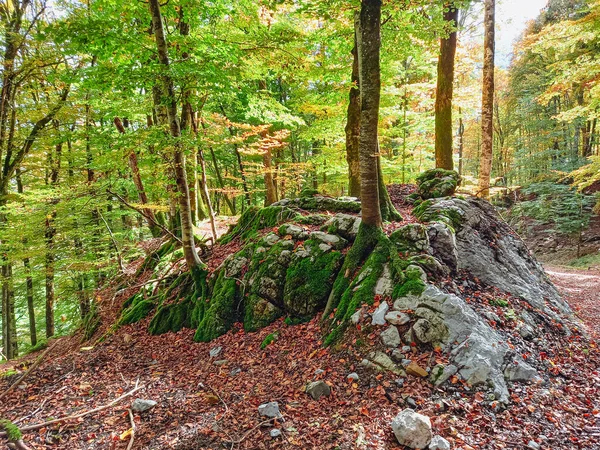 Bosque Los Alpes Otoño — Foto de Stock