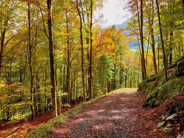 stock image A beautiful autumn in Austria 