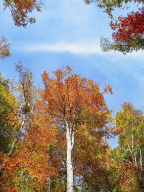 Avusturya 'da güzel renkli bir Ekim 