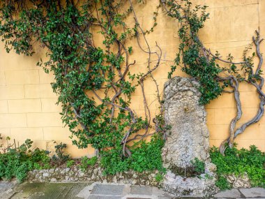 A beautiful green wall in Florence 