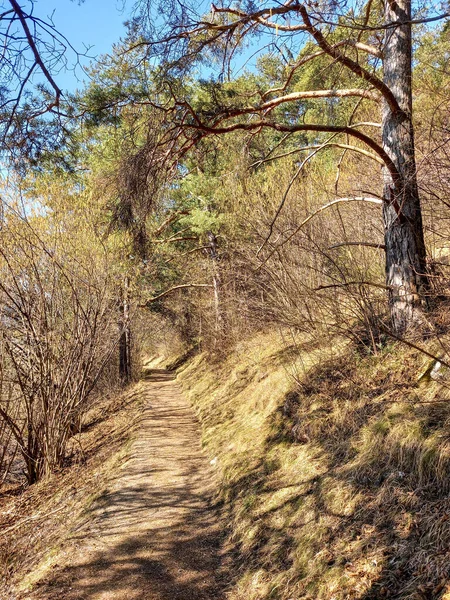 Camino Bosque Primavera — Foto de Stock
