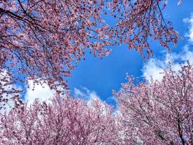 Japon kan eriği ağaçlarının altında 