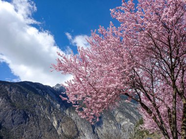 Güzel bir bahar filmi (Zams, Avusturya)