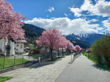 Japon kan eriği ağaçları (Zams, Avusturya)