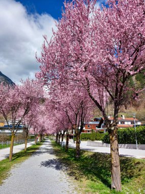 Güzel pembe bir sokak (Zams)