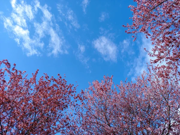 ピンクの木と青い空 — ストック写真