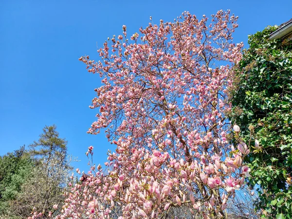 Roze Takken Van Magnolia — Stockfoto