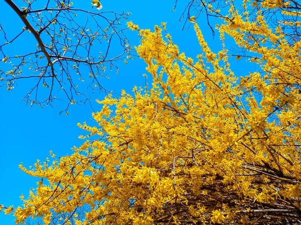 Форсайт Желтыми Красивыми Весенними Цветами — стоковое фото