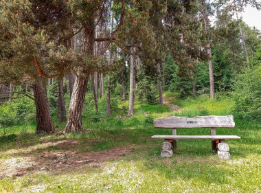 Çam ağacının altında ahşap bir bank 