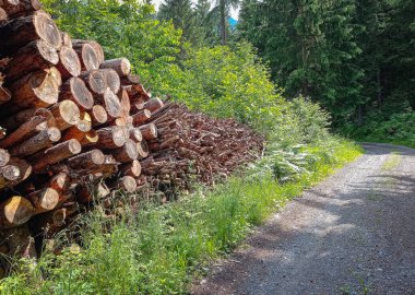 Alp ormanlarında kereste (Tirol)