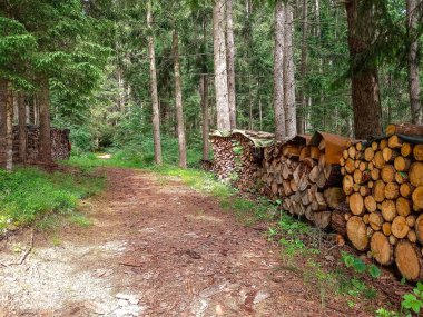 Alp ormanında yakacak odun 