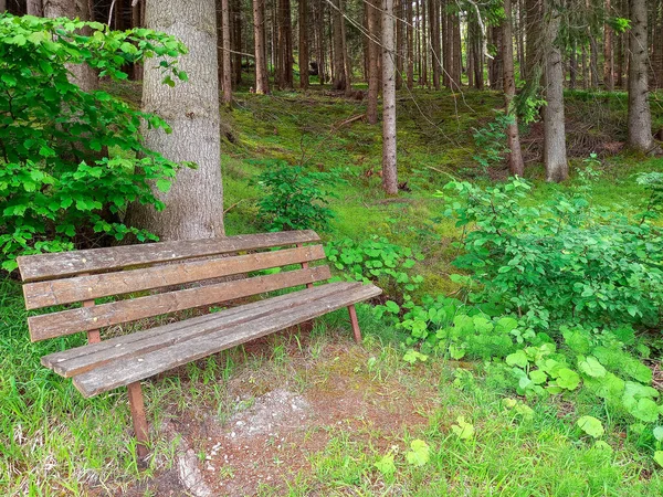 stock image Wooden bench in alpine forest 