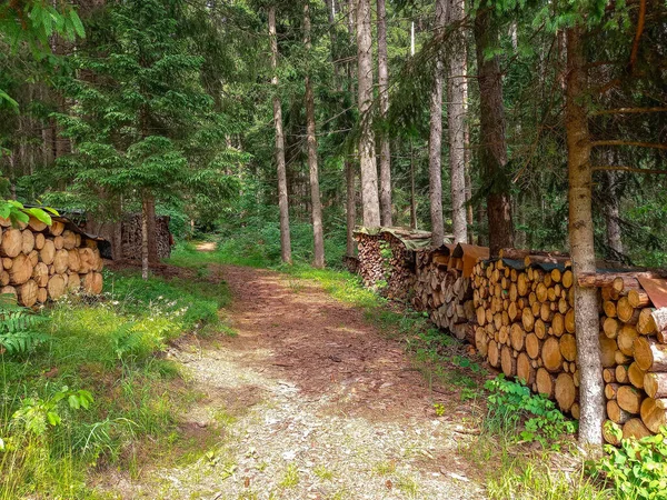 Hermoso Bosque Alpino Verde Austria — Foto de Stock
