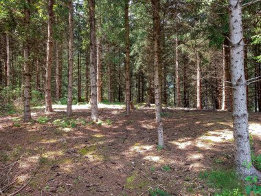 Alp dağlarının kozalaklı ormanları 