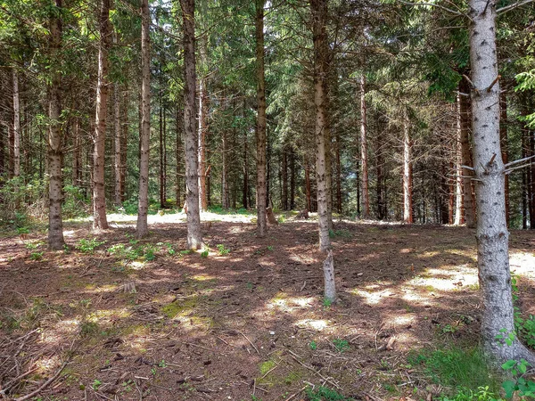 Alp dağlarının kozalaklı ormanları 