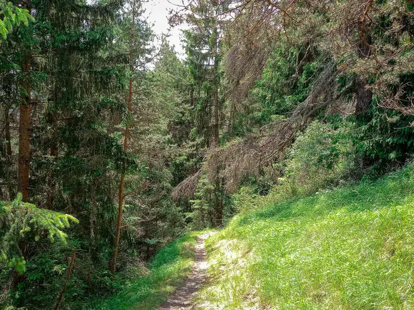 Bosque Verde Tirol Austria — Foto de Stock