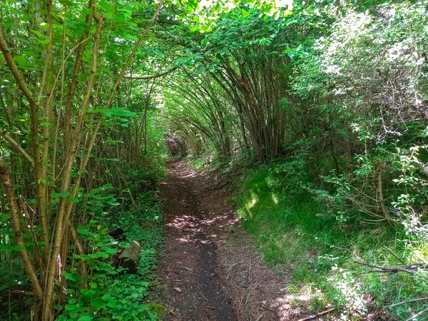 Chodnik Zielonym Lesie — Zdjęcie stockowe