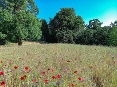 Almanya 'nın güzel manzarası ve doğası 