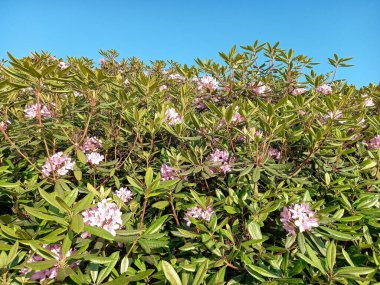 Yazın güzel rhododendron çiçeği 