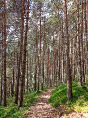 Arzl im Pitztal 'da güzel ağaçlar 