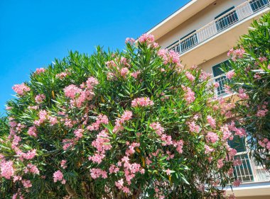 Sirmione 'de yazın çok güzel zakkum olur. 