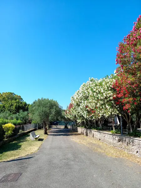 Sirmione 'de çiçek açan ağaçlarla dolu bir sokak. 