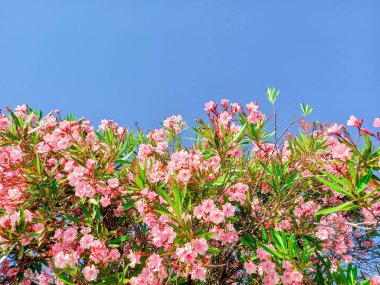 Doğa severler için: zakkum sevgisi 