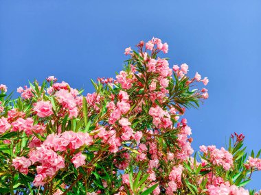 Zakkumdan güzel pembe çiçekler 