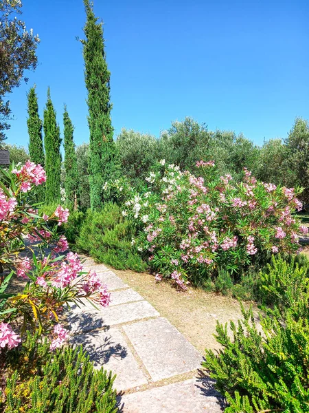 Beautiful Green Trees Garden Sirmione — Stock Photo, Image