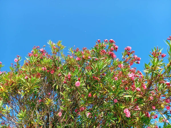 Inflorescence Oleander Sirmione — Stock Photo, Image