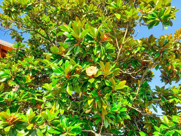 シルミオーネの庭のマグノリアの木 — ストック写真
