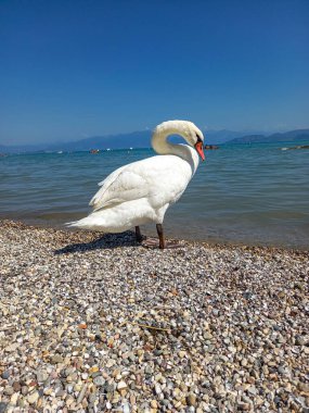 Peschiera del Garda sahilinde beyaz kuğu 