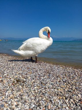 Peschiera del Garda 'daki Lido Cappuccini plajında beyaz kuğu. 