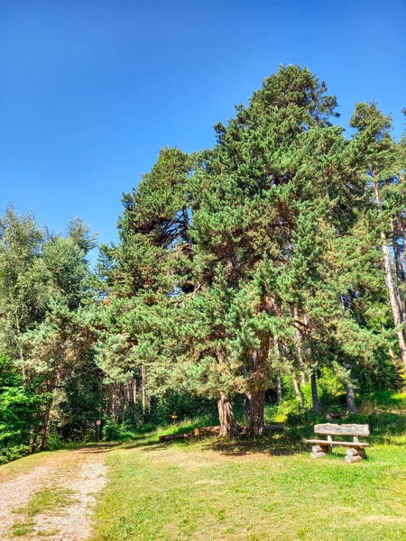 Piękne Drzewa Arzl Pitztal — Zdjęcie stockowe