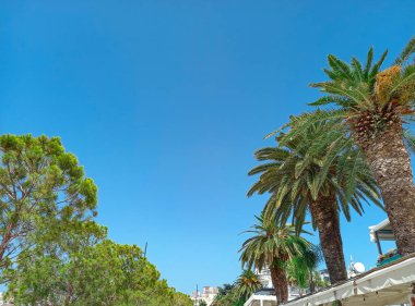 Arnavutluk 'un Saranda kentinde güzel ağaçlar 