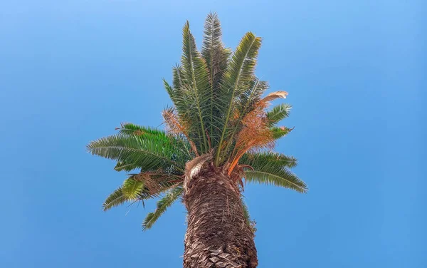 Palma Jest Rodzajem Tropikalnych Drzew — Zdjęcie stockowe