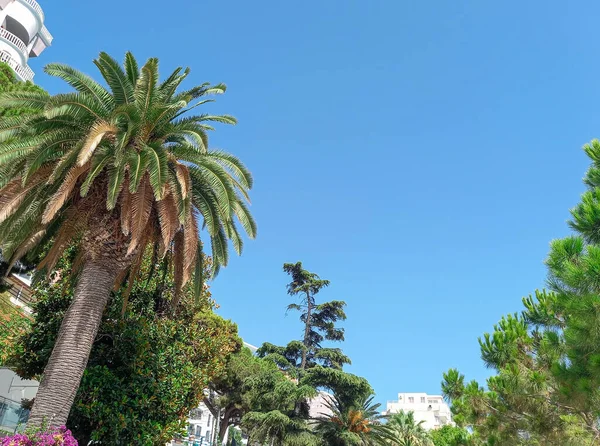 stock image Albanian beautiful palm tree (Saranda)