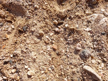 Plajın makro fotoğrafçılığı 