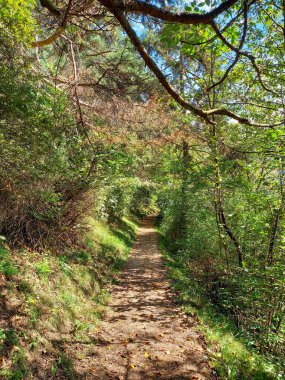 Alp ormanındaki patika