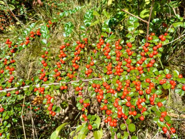 Cotoneaster 'ın güzel dalı 