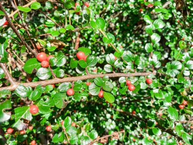 Kırmızı dutlu Cotoneaster şubesi 
