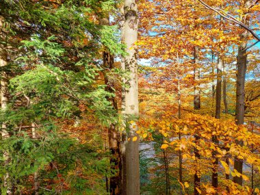 Sonbaharda renkli orman 