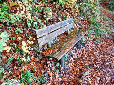 Bavyera ormanında ahşap bank 